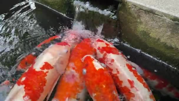 Koi Ryby Powierzchni Stawu Wody Biorąc Oddech — Wideo stockowe