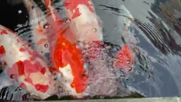 Koi Fishes Surface Pond Water Taking Breath — Stock Video
