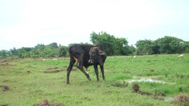 a herd of cow in the field