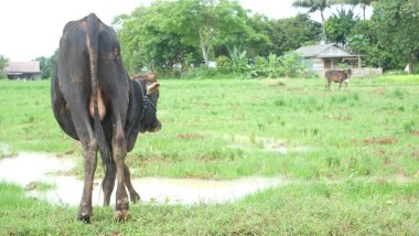 farmer feeding cow in the field