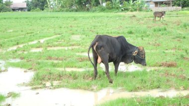farmer feeding cow in the field