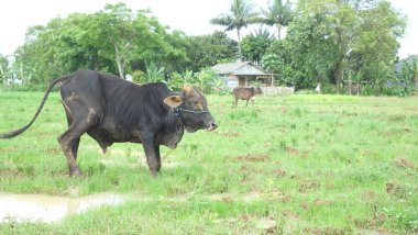 farmer feeding cow in the field