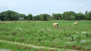 Yeşil çayırlarda otlayan bir koyun sürüsü.