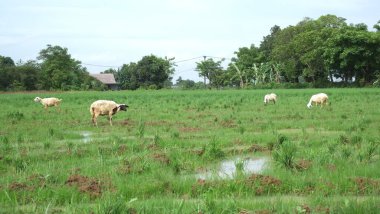 Yeşil çayırlarda otlayan inekler.