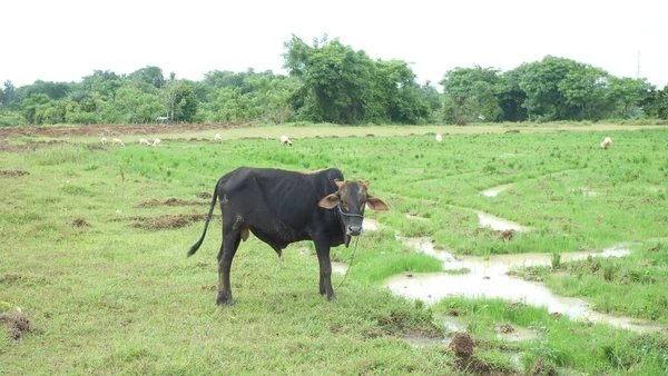 farmer feeding cow in the field