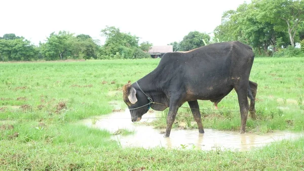 farmer feeding cow in the field