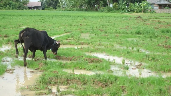 farmer feeding cow in the field