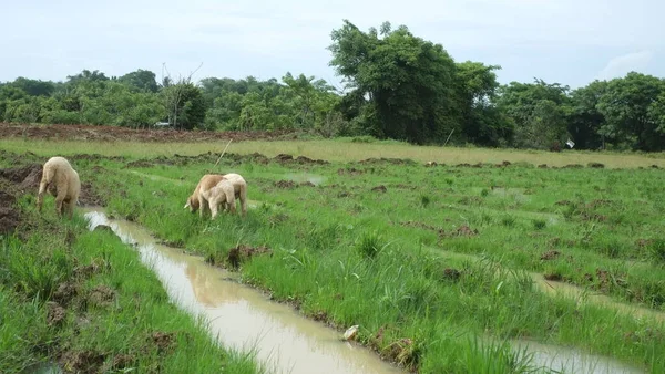 Yeşil çimlerde otlayan bir inek sürüsü.