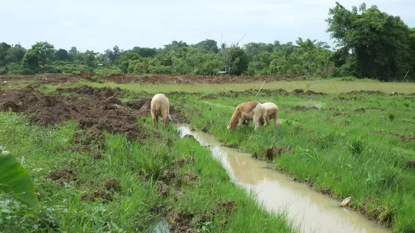 Çimenlerde otlayan inekler