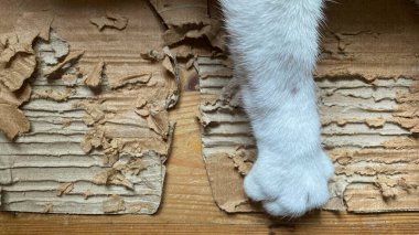 cat legs on a wooden background