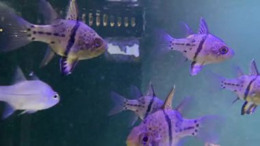 Akvaryumdaki bir balığın su altı manzarası çok güzel.
