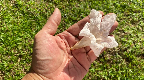 Hand Holding Leaf Tree Garden — Stock Photo, Image