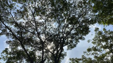 Ormanın güzel manzarası