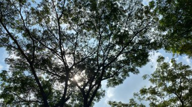 Ormanın güzel manzarası