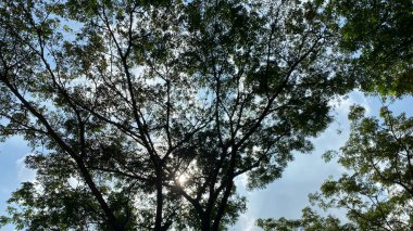 Ormanın güzel manzarası