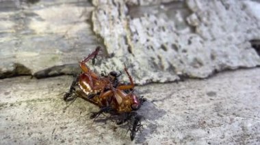 Karıncalar ölü hamamböceklerini toplar