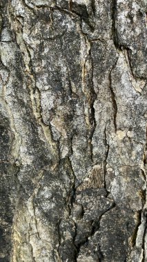bir ağaç kabuğu dokusu
