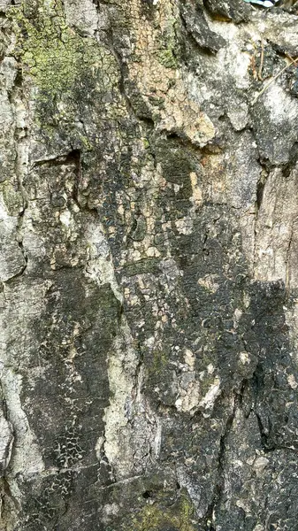 Textura Latido Uma Árvore — Fotografia de Stock