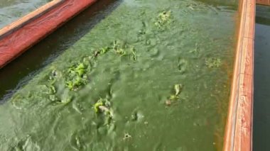 Muşamba havuzlarındaki yayın balıklarına yiyecek verilir.