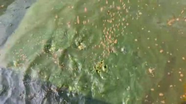 Muşamba havuzlarındaki yayın balıklarına yiyecek verilir.