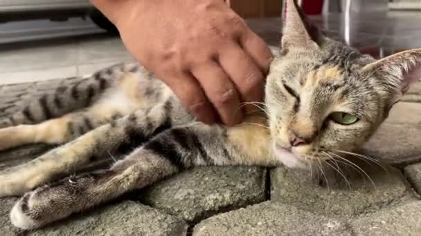 Кот Спящий Земле — стоковое видео