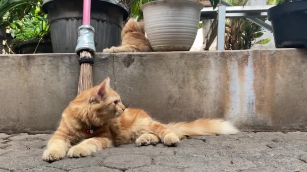 Кошка Сидит Полу — стоковое видео