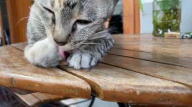 Kedi yerde uyuyor.
