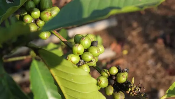 Kaffeebohne Baum Stockfoto