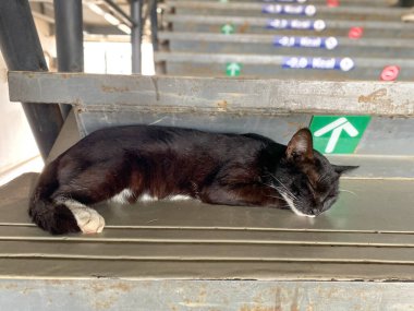 Siyah sokak kedisi tren istasyonunun merdivenlerinde uyuyor.