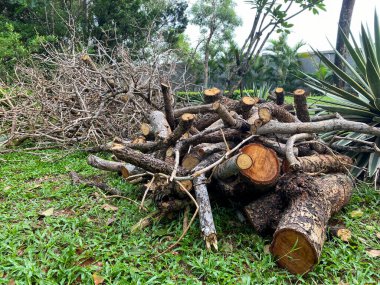 Sonbahar gününün sonlarında bir bahçede kurumuş dallar..