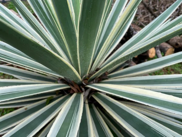 Agave century plant variegated on plantation. Huge green leaves, yellow serrated edges in botanical garden. Evergreen succulent. Large cactus, live plant. Twisty variegated agave Americana backdrop.