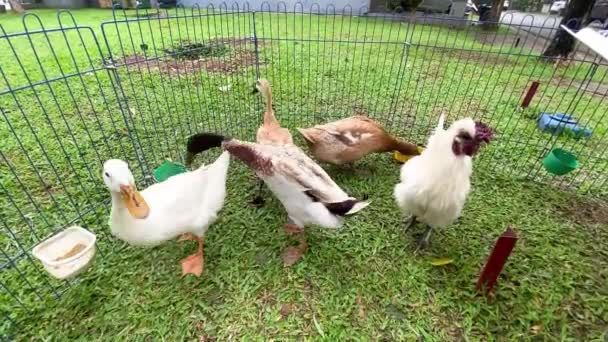 닭장에 오리들은 사이를 걸어갑니다 농장입니다 농장에서 흰색과 모틀드 — 비디오