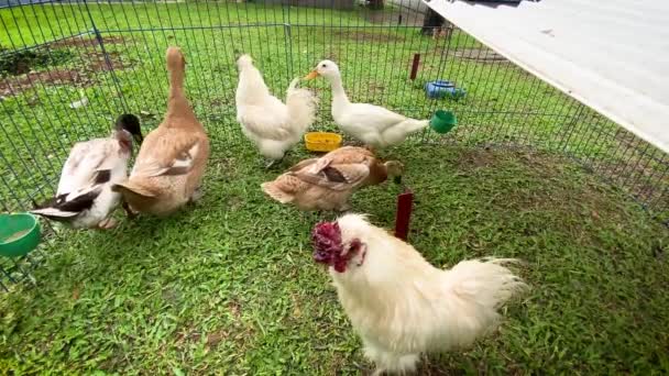 Πάπιες Κοτέτσι Περπατάνε Ανάμεσα Κοτόπουλα Και Κόκορα Μια Μικρή Φάρμα — Αρχείο Βίντεο