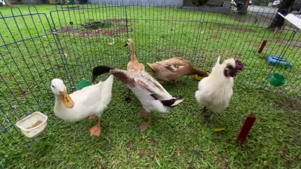 Kachny Kurníku Procházejí Mezi Kuřaty Kohoutem Malá Farma Bílé Skvrnité — Stock video