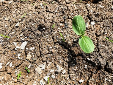 Çatlak Dünya 'da Ağaç Büyümesi, Küresel Isınma ve İklim Değişikliğini Korumak İçin Arid Topraklarına Bitki