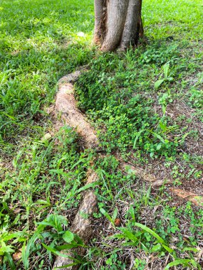 Bahçedeki ağaç kökleri