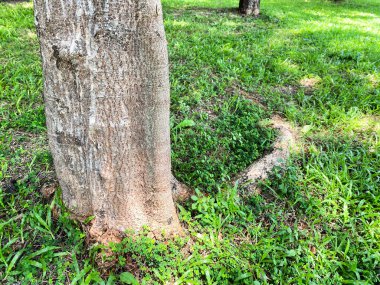 doğada ağaç gövdesi