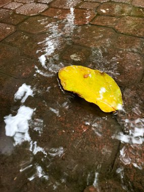 Gölette güz ağacı yaprağı, yağmurda temiz su, şehir kaldırımlarında yağmurlu hava.