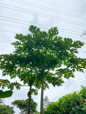 bir ağacın yeşil yaprakları