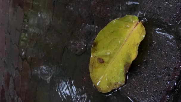 Closeup Rain Drops Falling Puddle Yellow Leaf Reflection City Sidewalk — Stock Video