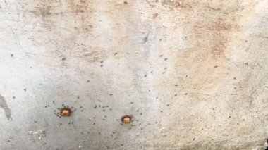 Karıncaların zaman aşımı duvardaki kedi mamalarını kaldırıyor.