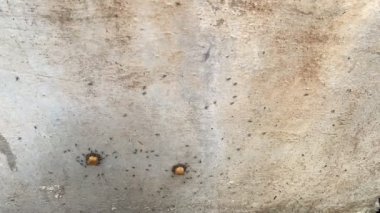 Karıncaların zaman aşımı duvardaki kedi mamalarını kaldırıyor.