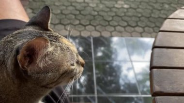 Hayvan sahibi kedisini rahatlatıyor..