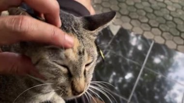 Hayvan sahibi kedisini rahatlatıyor..