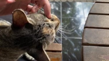 Hayvan sahibi kedisini rahatlatıyor..