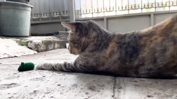 Schattig Grijs Kat Spelen Met Toverstok Muis Speelgoed — Stockvideo