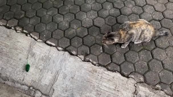 Lindo Gato Gris Jugando Con Varita Ratón Juguete — Vídeo de stock