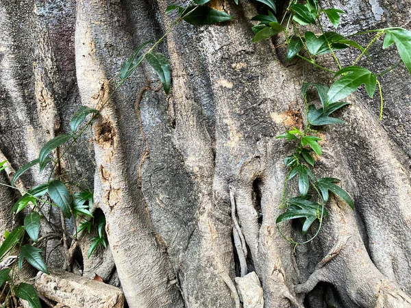 Close up shot of big tree roots. Trunk and big tree roots spreading out beautiful in the tropics.
