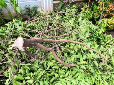 Yaya üzerinde kesilmiş budanmış ağaç dalları yığını