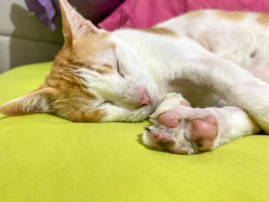 Sahibinin yatağında uyuyan kedinin yüzünü kapat. Tatlı kızıl kedi uyuyor.